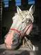 testa cavallo
